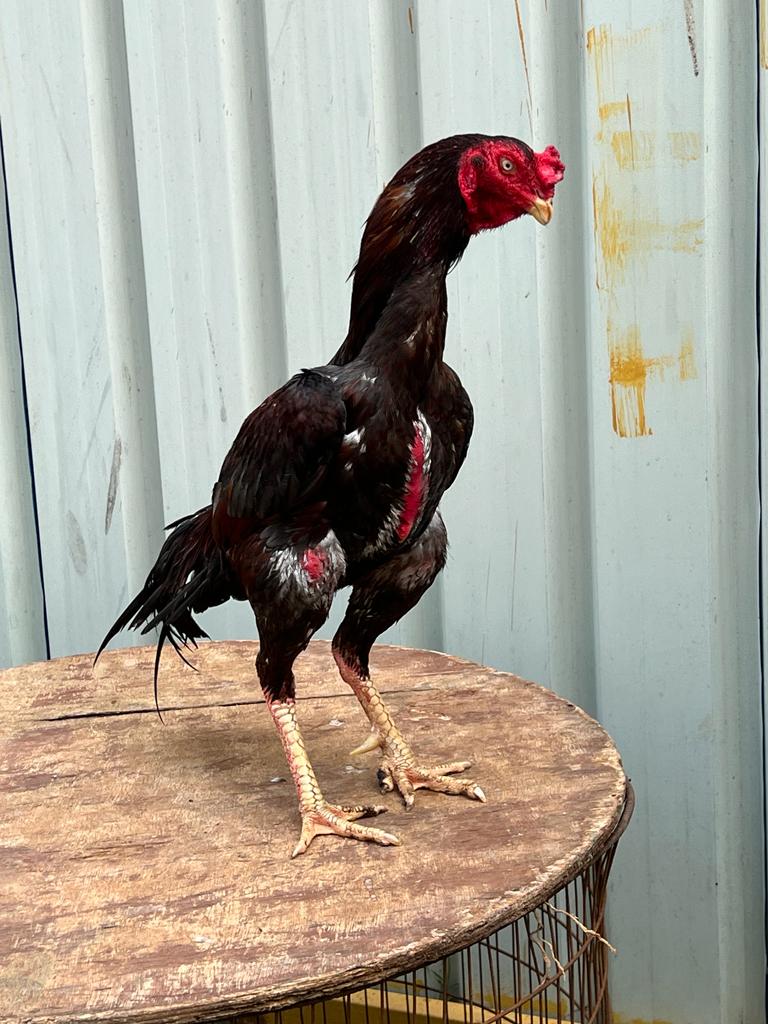 White Shamo Rooster