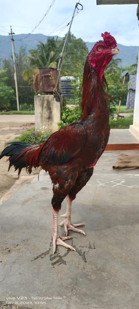 Black Malay Rooster