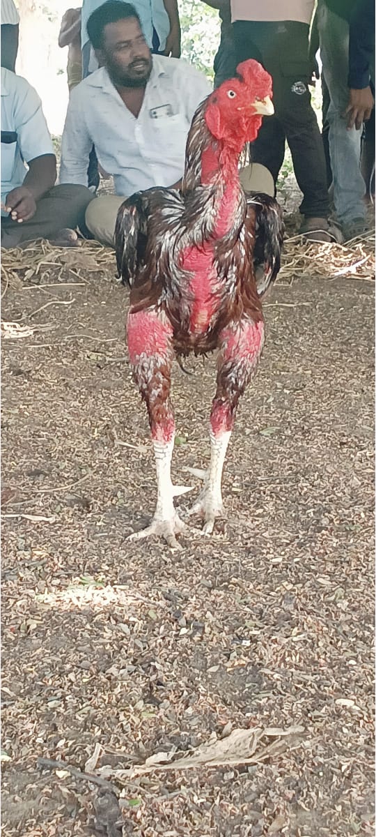 Hybrid Malay Rooster
