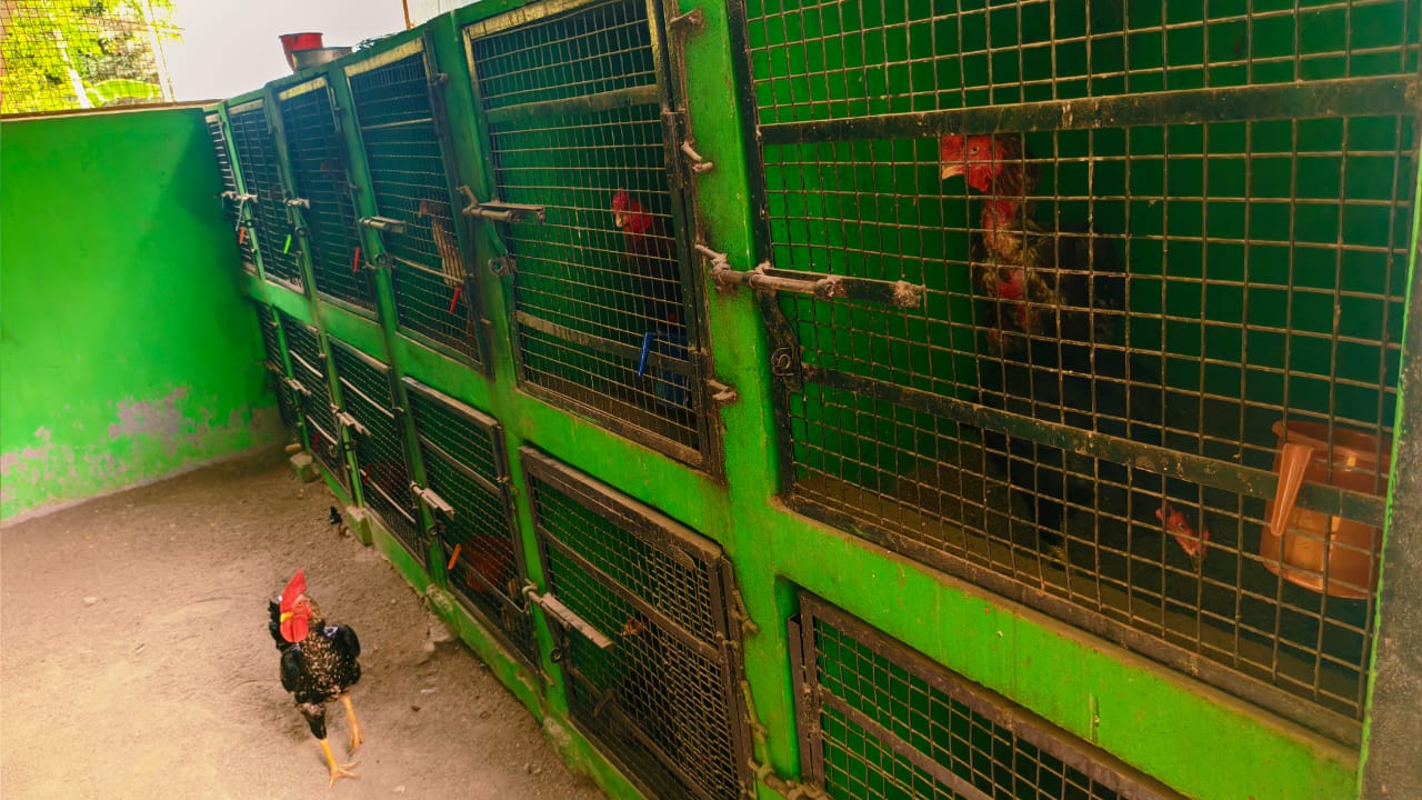 American Game Rooster