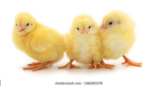 Golden Malay Rooster